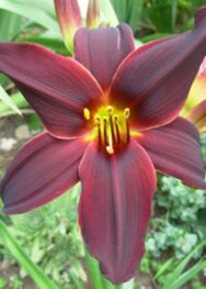 Лілійник "American Revolution"