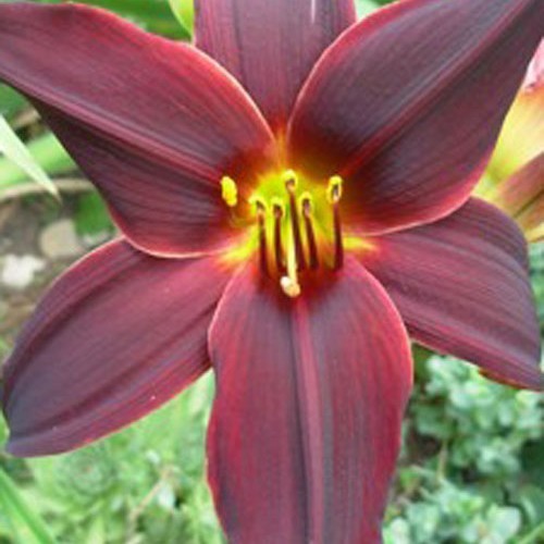 Лілійник "American Revolution"