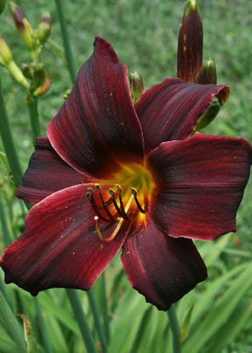 Лілійник "American Revolution"