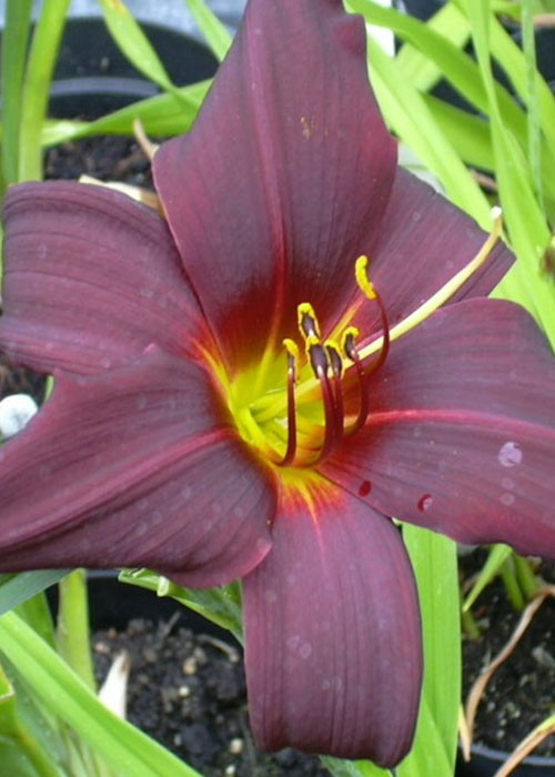 Лілійник "American Revolution"