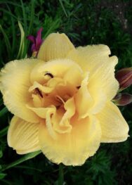 Лілійник "Bed of clouds"