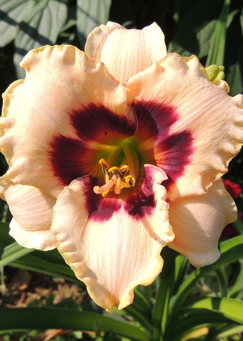 Лілійник "Blueberru Sundae".