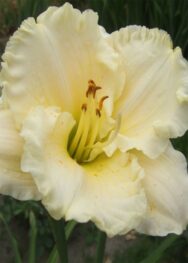 Лілійник "Alpine Snow"