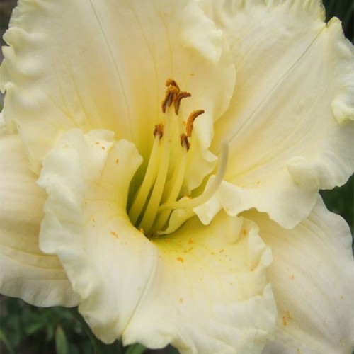 Лілійник "Alpine Snow"