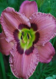 Лілійник "Always_afternoon