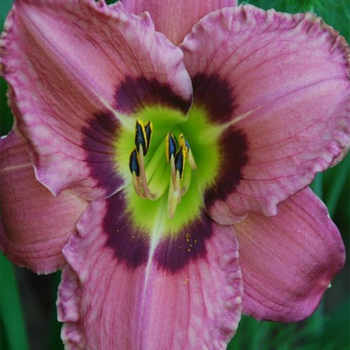 Лілійник "Always_afternoon