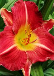 Лілійник " Be My Valentine "