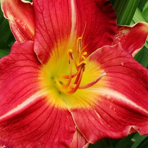 Лілійник " Be My Valentine "