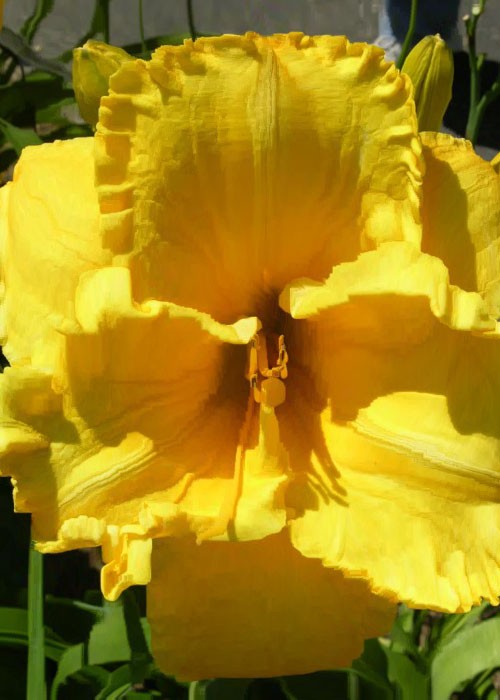 Лілійник " Bill Noriss ".