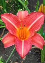 Лілійник «Art Festival»