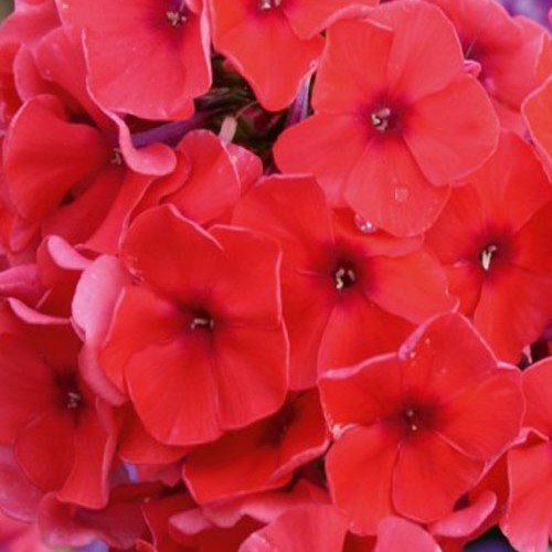 Флокс " Adessa Orange