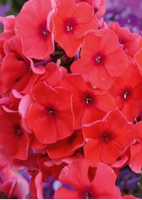 Флокс " Adessa Orange