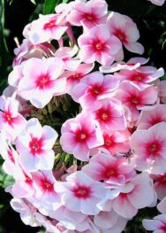 Флокс " Adessa Pink Star