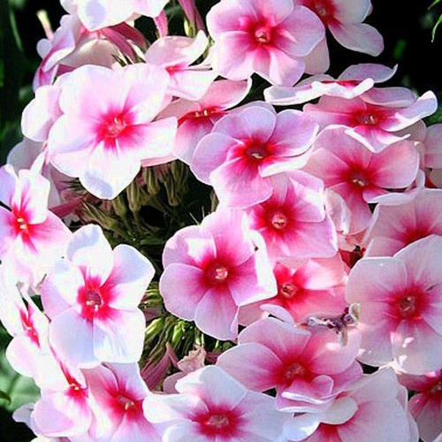 Флокс " Adessa Pink Star