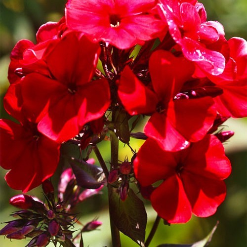 Колір - яскраво-червоні з малиновим відливом Діаметр квітки - 3,5 см Висота стебла - 60 - см Час цвітіння - липень-серпень Клас - волотистий Флокс