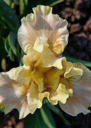 Ірис "Ballet Lesson