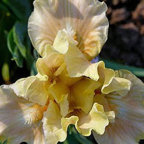 Ірис "Ballet Lesson