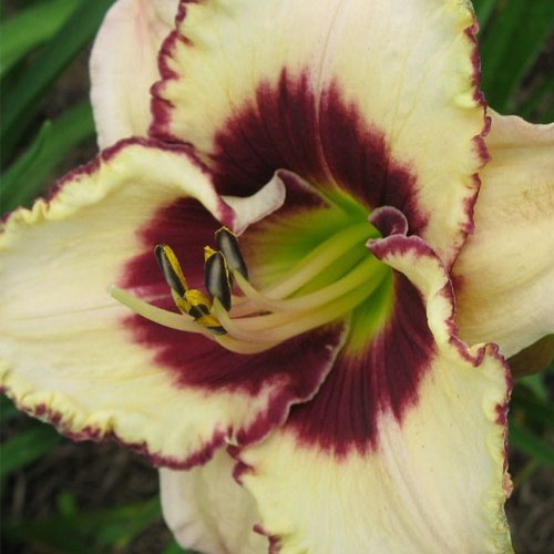 Лилейник " Border Musik