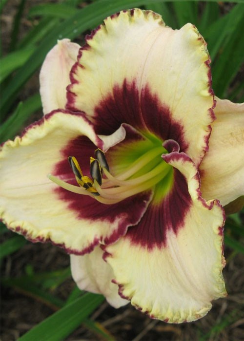 Лилейник " Border Musik