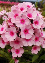 Флокс " Bright Eye