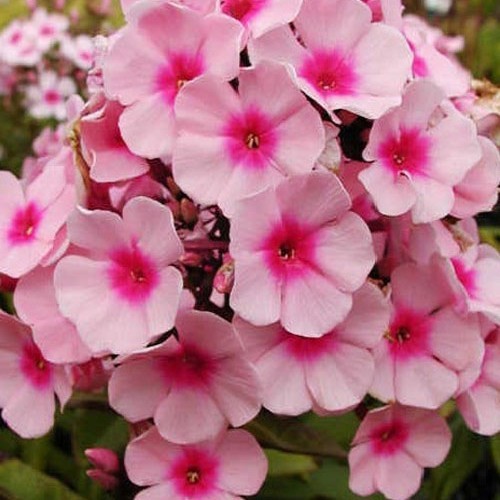 Флокс " Bright Eye