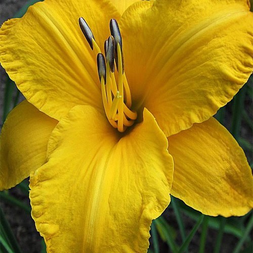 Лілійник " By myself