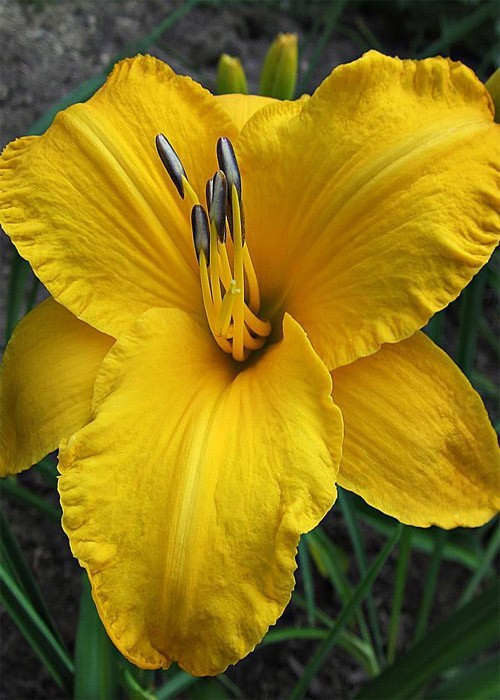 Лілійник " By myself