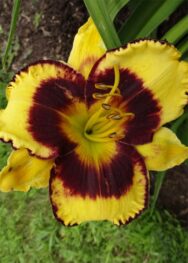 Лілійник "Caliko Jack" 13.