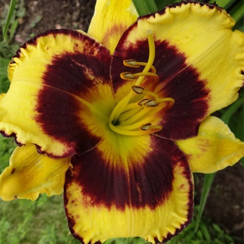 Лілійник "Caliko Jack" 13.