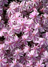 Флокс " Candy stripes