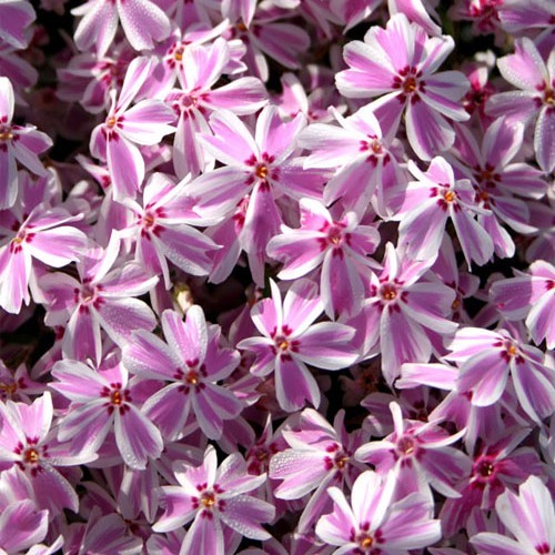 Флокс " Candy stripes