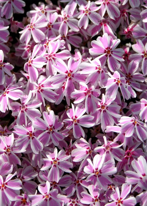 Флокс " Candy stripes