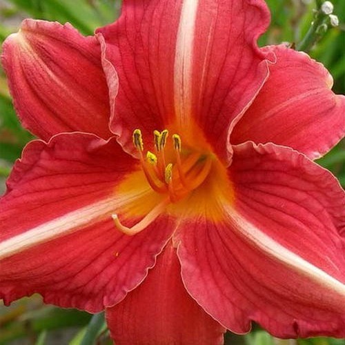 Лілійник "Cherry Lace