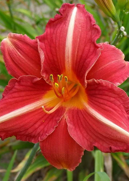 Лілійник "Cherry Lace