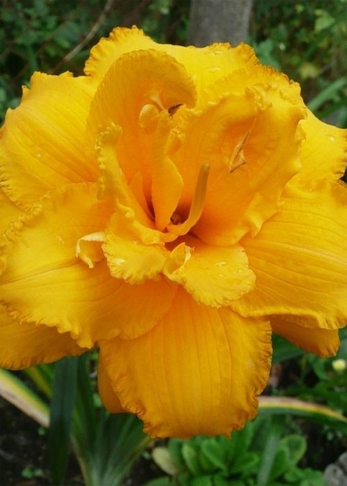 Лілійник "Girl Scout" - Зображення 3