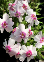 Флокс " Coral Eye