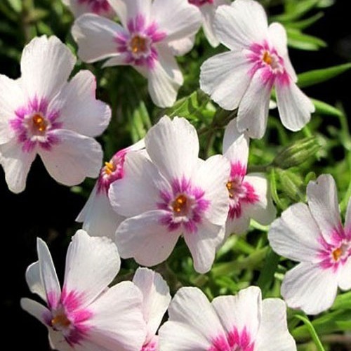 Флокс " Coral Eye