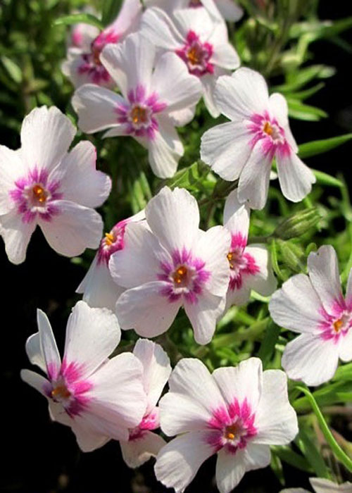 Флокс " Coral Eye