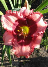 Лілійник "Dani Mahony