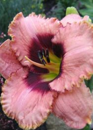 Лілійник "Daring-Deception