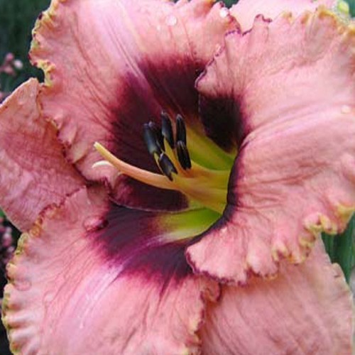 Лілійник "Daring-Deception