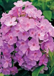 Флокс " David s Lavender