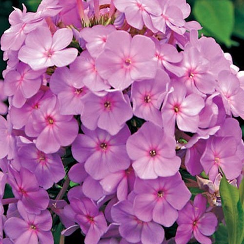 Флокс " David s Lavender