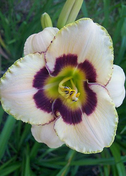 Лілійник "Demberry Candi