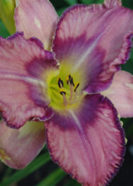 Лілійник "Destined to see