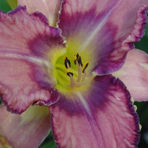 Лілійник "Destined to see