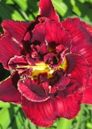 Лілійники "Double red Royal"