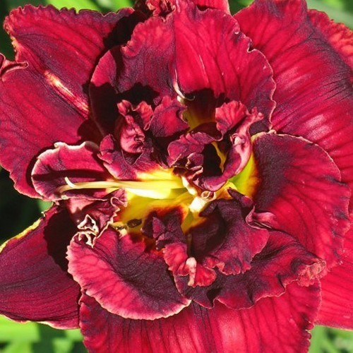 Лілійники "Double red Royal"