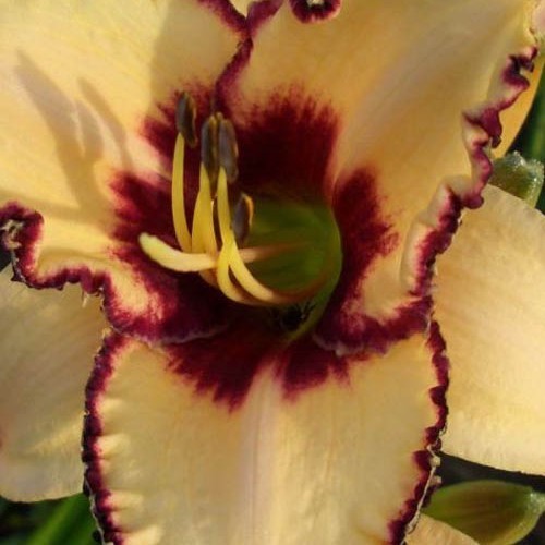 Лілійник " Dream legacy