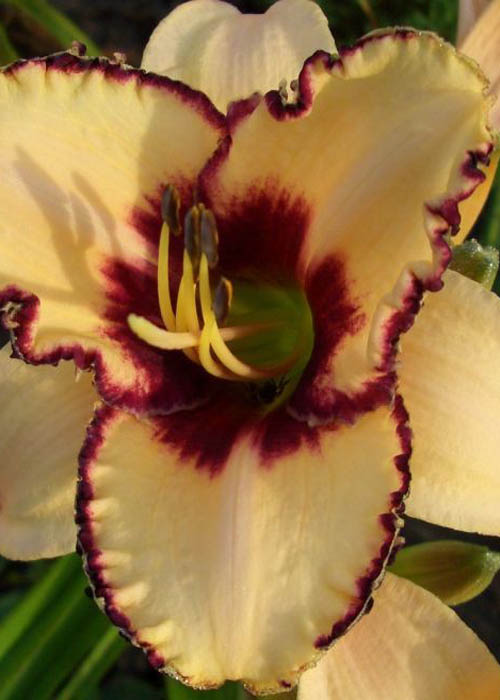 Лілійник " Dream legacy